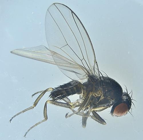 Réf. 353 558 : Drosophila sp.